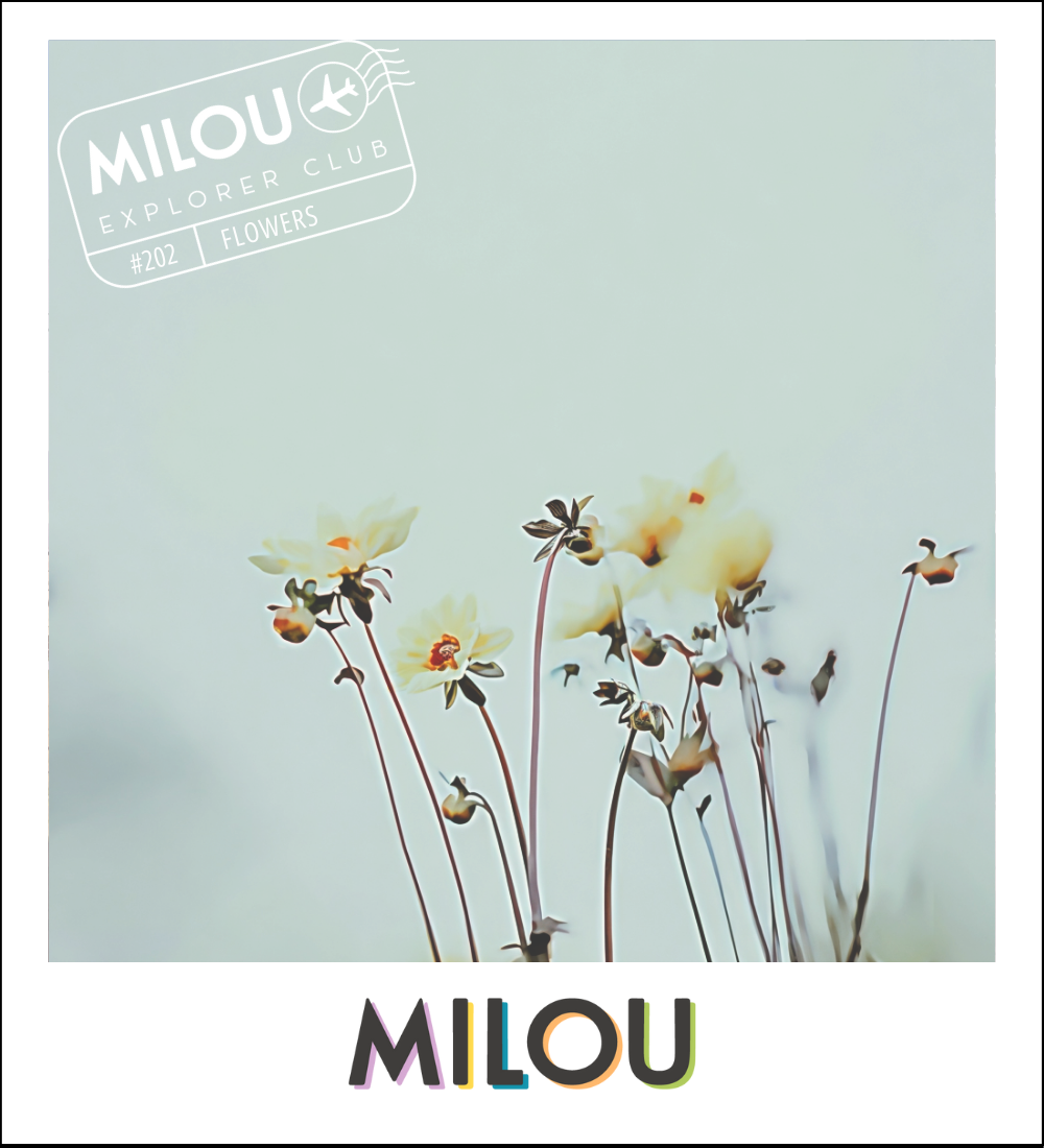 Milou Chocolate Co.